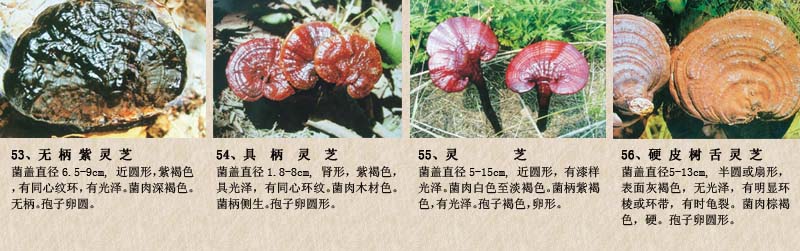 圖片關鍵詞